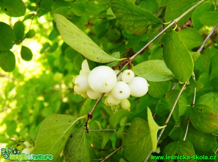 Pámelník bílý - Symphoricarpos albus - Foto David Hlinka