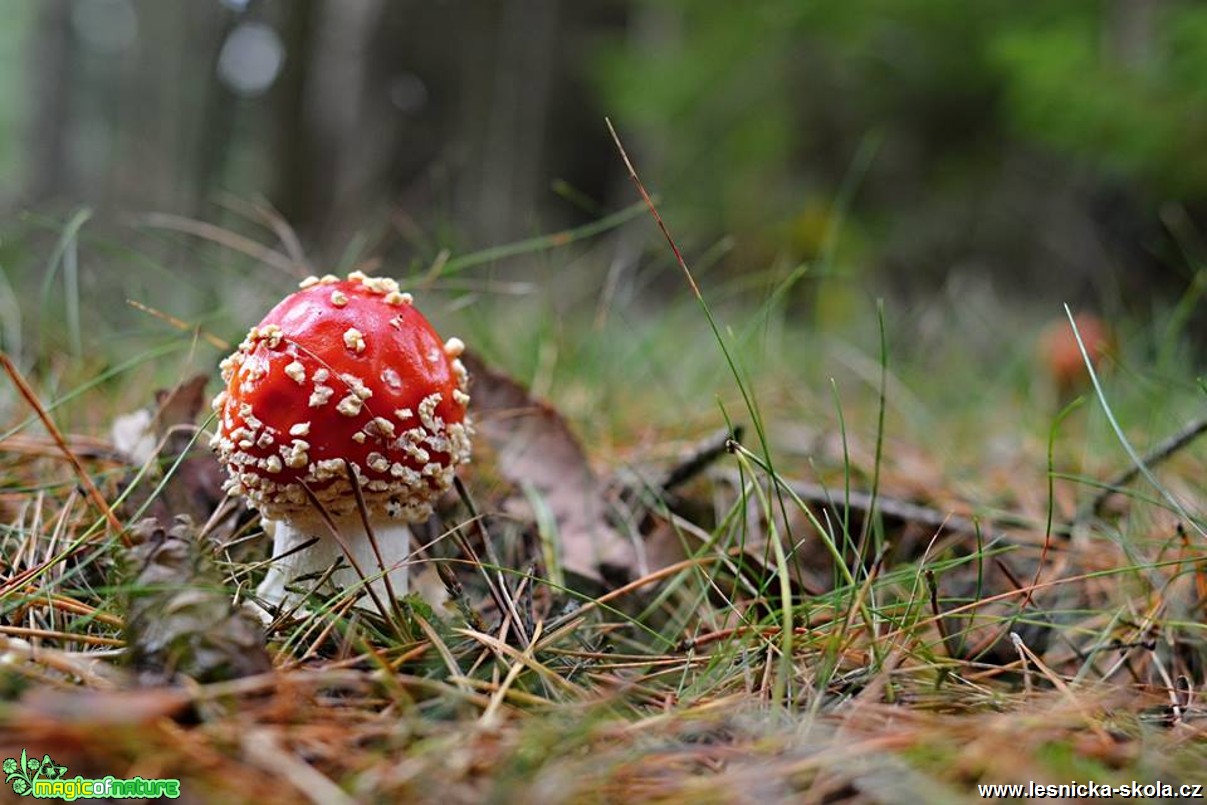 V království hub - Foto Marie Vykydalová 1017 (4)