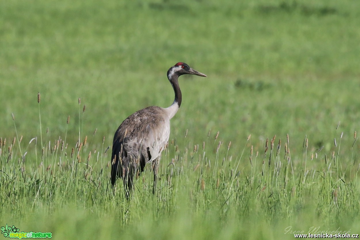 Jeřáb popelavý - Grus grus - Foto Irena Wenischová 1017