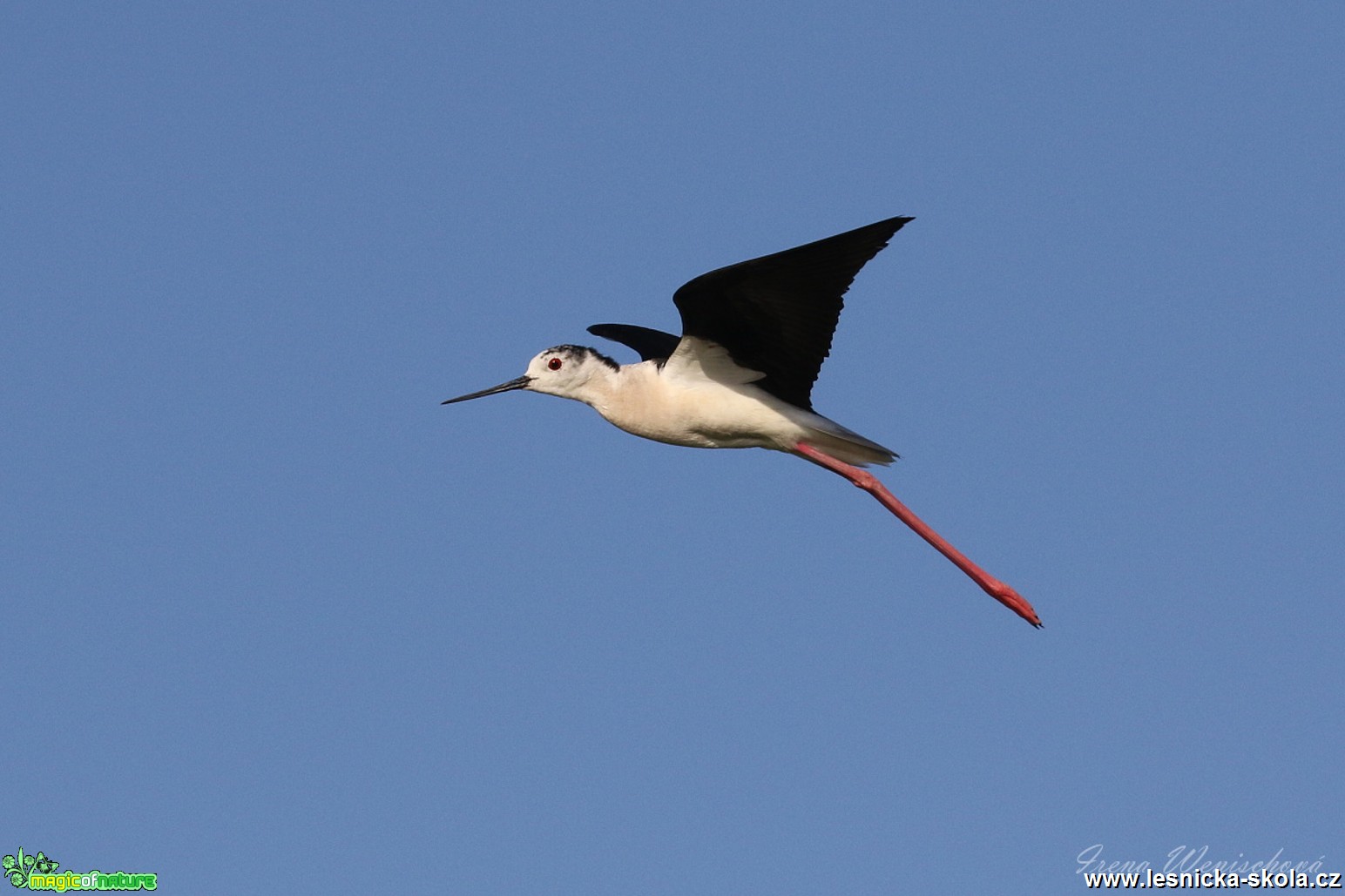 Pisila čáponohá - Himantopus himantopus - Foto Irena Wenischová 1017 (2)