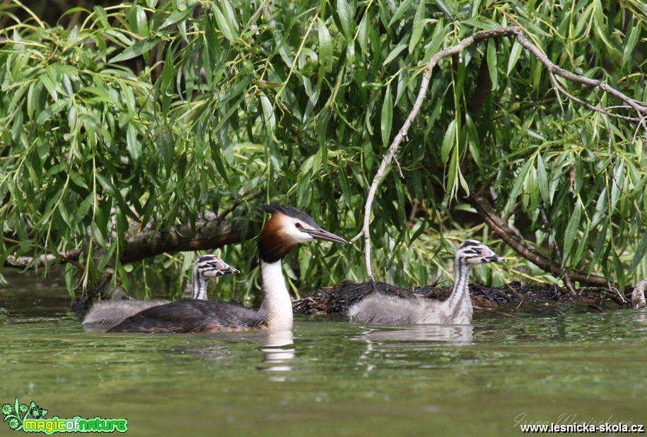 Potápka roháč - Podiceps cristatus - Foto Irena Wenischová 1017