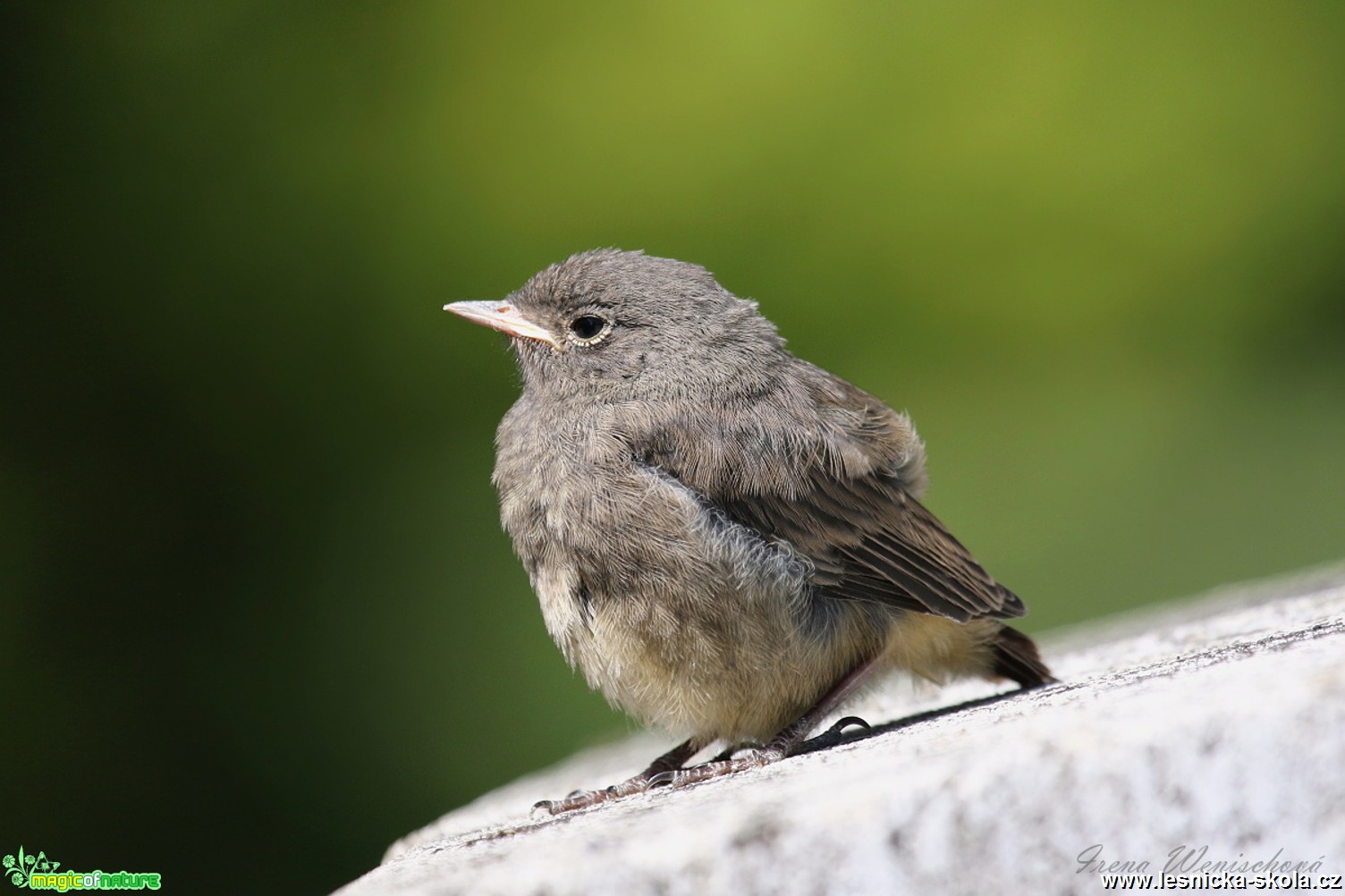 Rehek domácí - Phoenicurus ochruros - Foto Irena Wenischová 1017 (2)