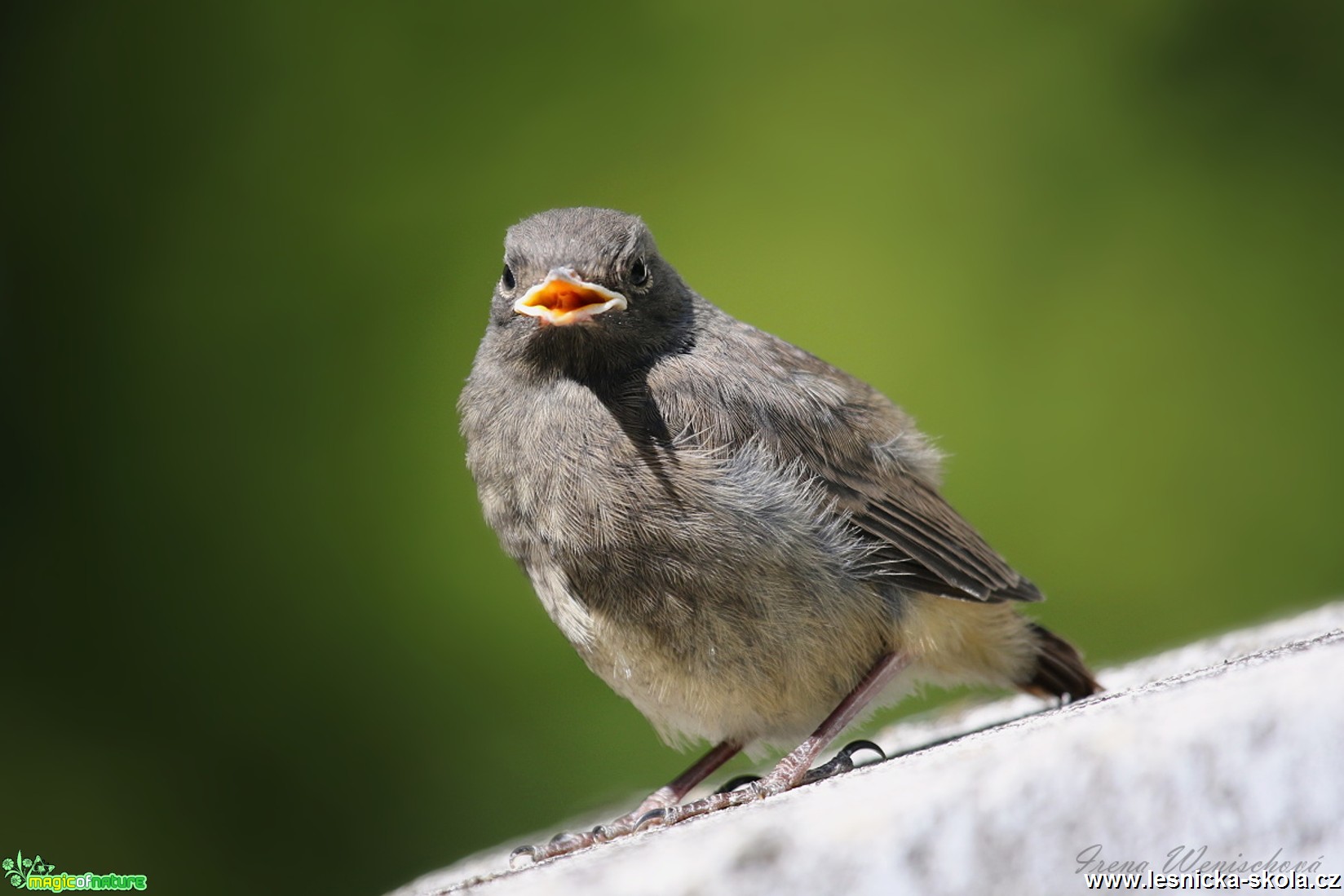 Rehek domácí - Phoenicurus ochruros - Foto Irena Wenischová 1017 (3)