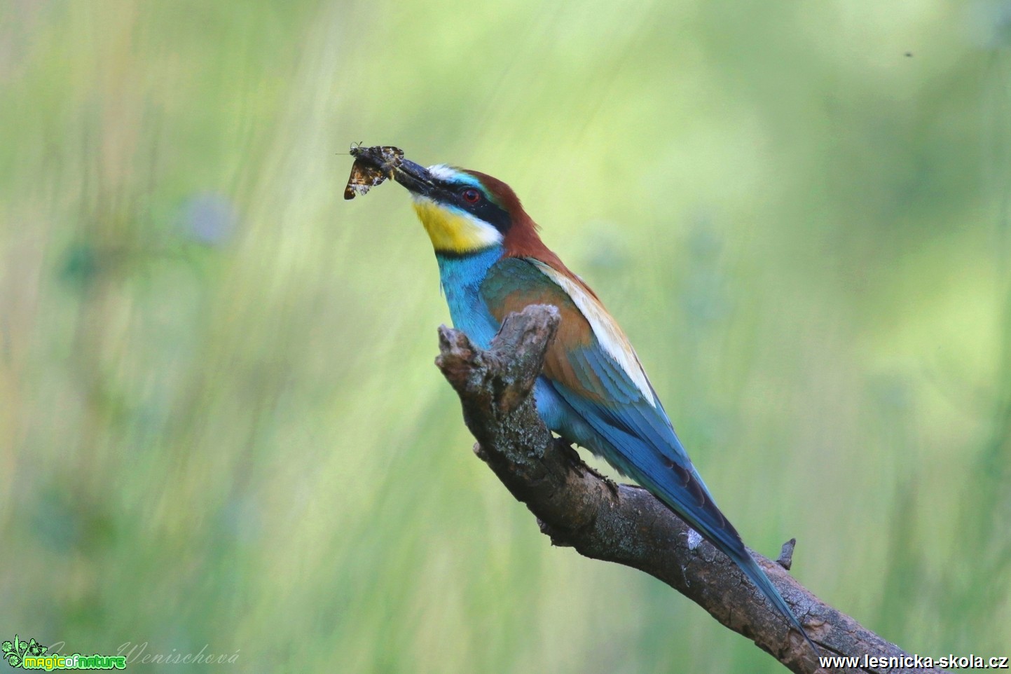 Vlha pestrá - Merops apiaster - Foto Irena Wenischová 1017