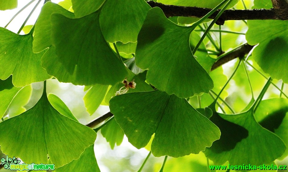 Jinan dvoulaločný - Gingo biloba - Foto - Karel Kříž