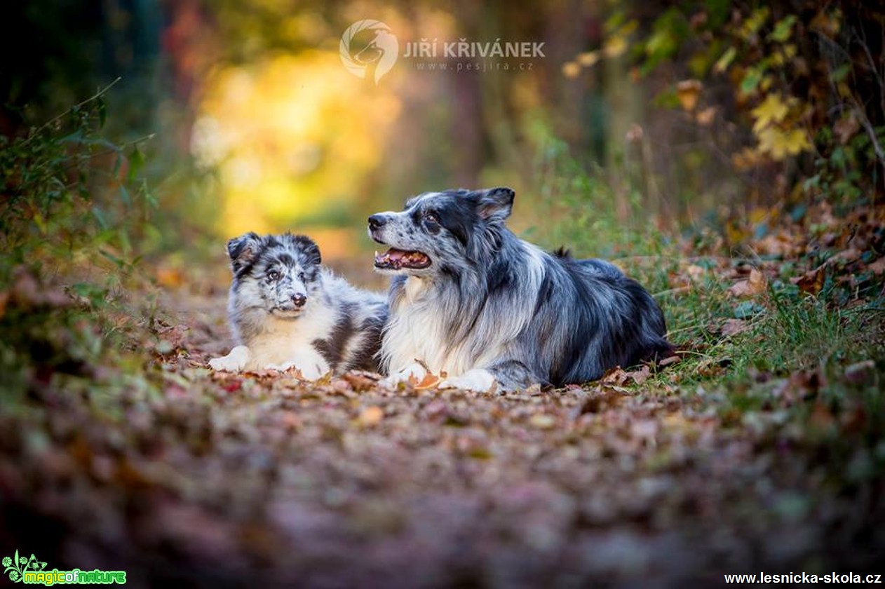 Podzimní fotografování s pejsky - Foto Jiří Křivánek 1017 (7)