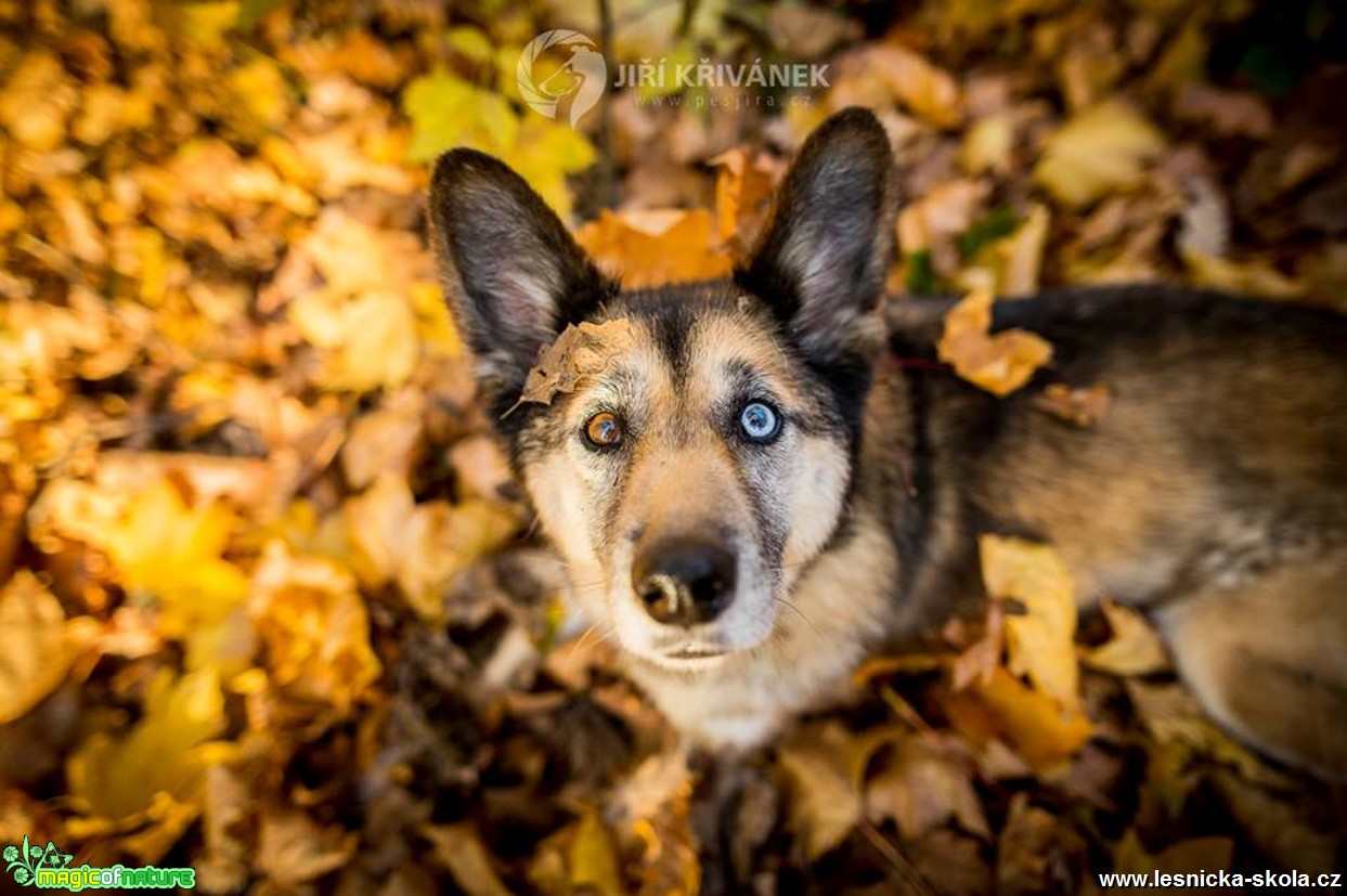 Podzimní fotografování s pejsky - Foto Jiří Křivánek 1017 (9)