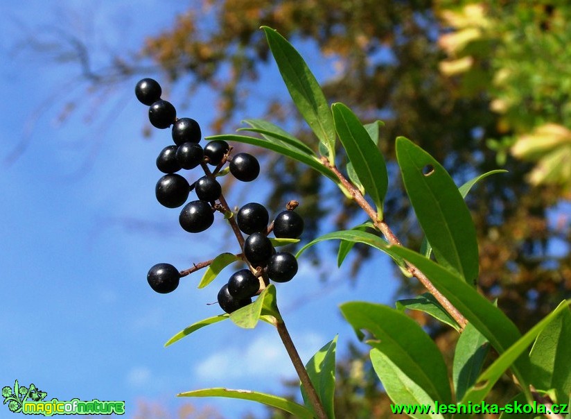 Ptačí zob obecný - Ligustrum vulgare - Foto David Hlinka