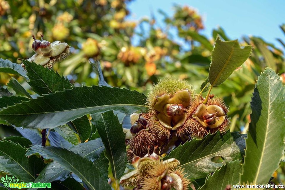 Kaštanovník jedlý - Castanea sativa - Foto Pavel Ulrych 1017