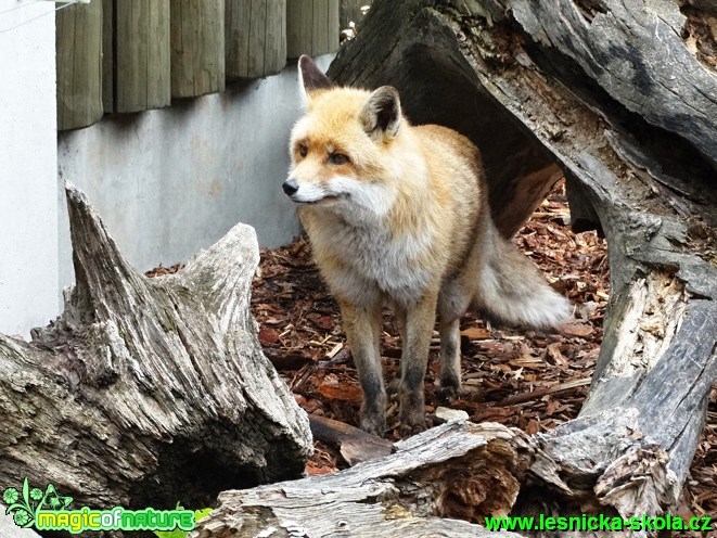 Líška obecná - Vulpes vulpes - Foto - Karel Kříž