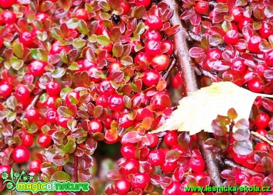 Skalník rozprostřený - Cotoneaster horizontalis - Foto David Hlinka