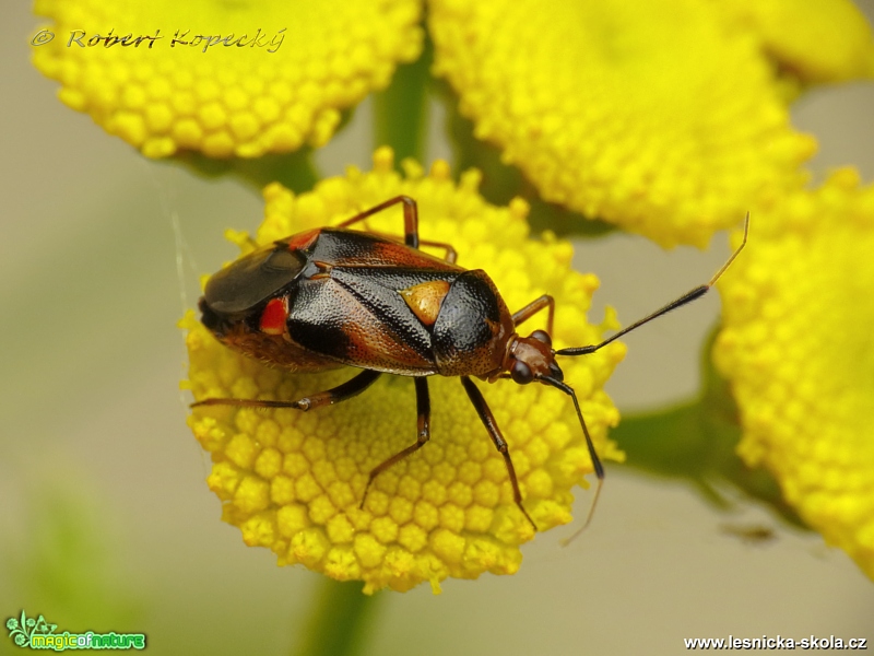 Klopuška měnlivá - Deraeocoris ruber - Foto Robert Kopecký 0417