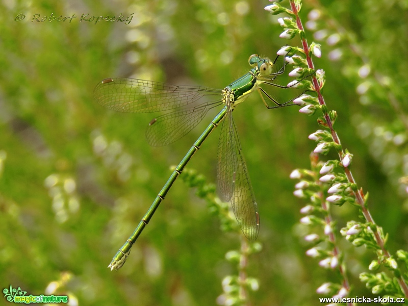 Šídlatka zelená - Lestes virens ♀ - Foto Robert Kopecký 0417