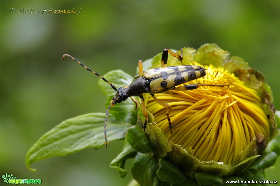 Tesařík skvrnitý - Leptura maculata - Foto Robert Kopecký 0417