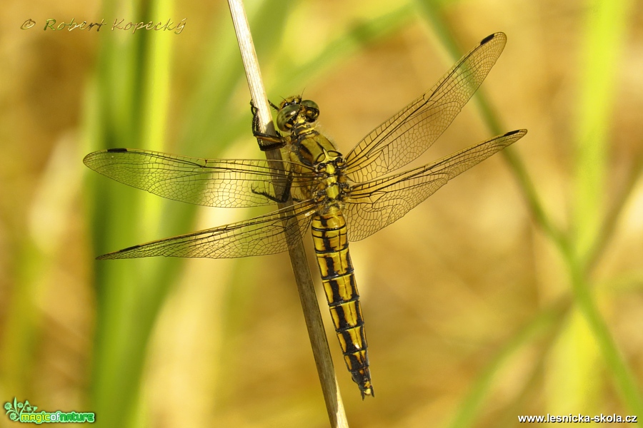 Vážka černořitná - Orthetrum cancellatum ♀ - Foto Robert Kopecký 0417