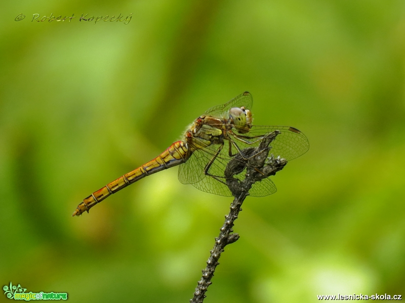 Vážka obecná - Sympetrum vulgatum ♀ - Foto Robert Kopecký 0417