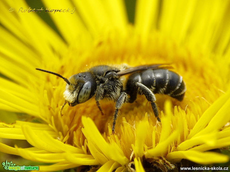 Zednice - Osmia spinulosa - Foto Robert Kopecký 0417