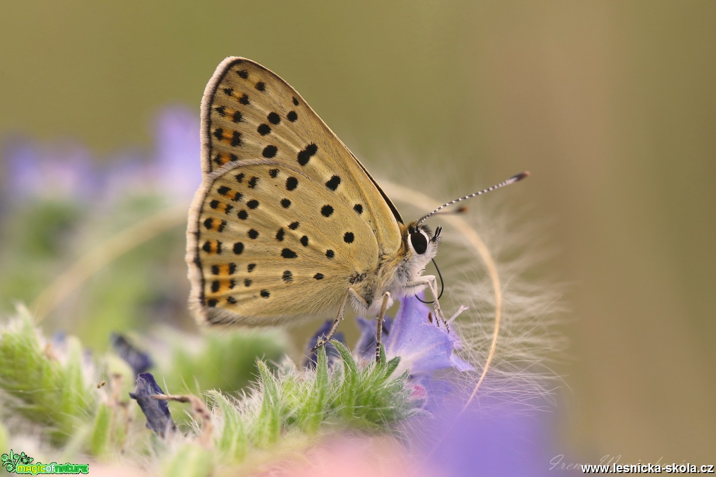 Ohiváček černoskvrnný - Lycaena tityrus - Foto Irena Wenischová 1017