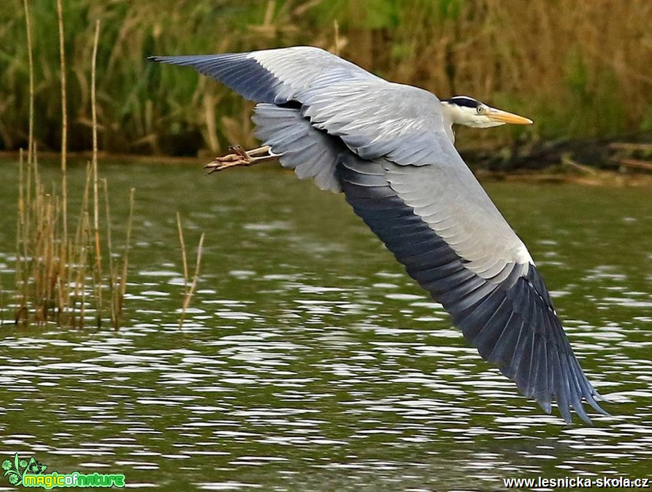 Úlovky z ptačí říše - Foto Pavel Balazka 1217 (5)