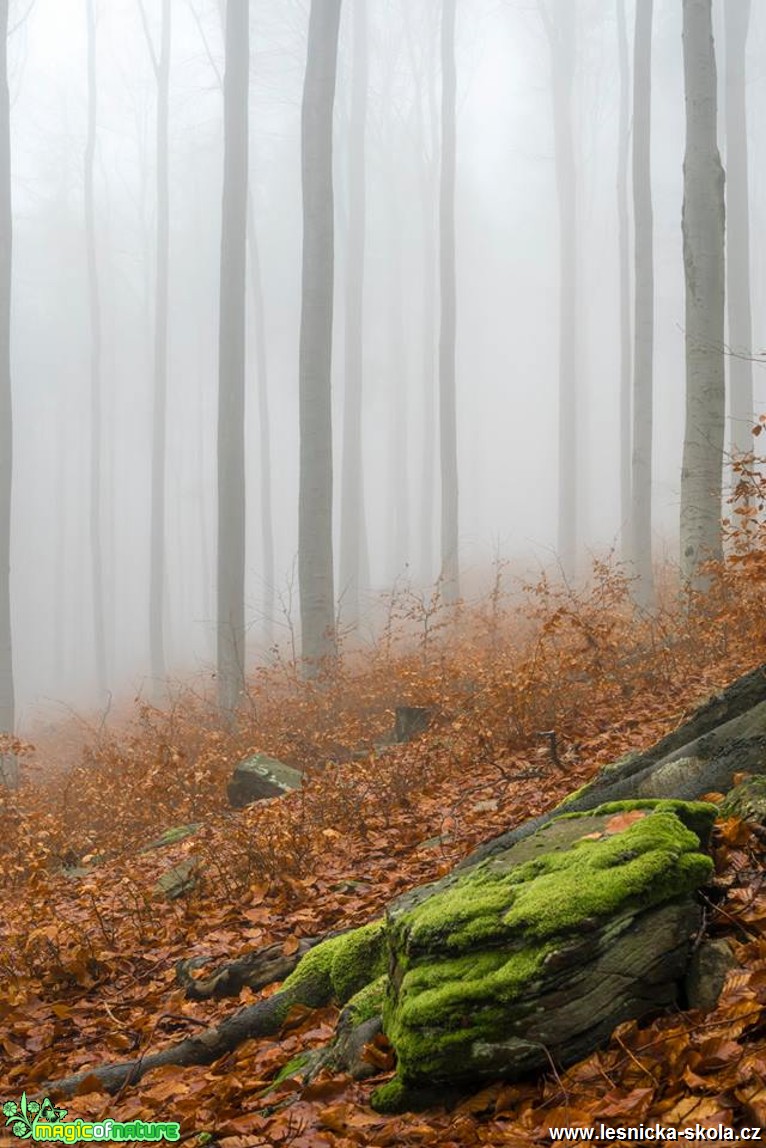 V mlžných bučinách - Foto Petr Germanič 1117 (1)