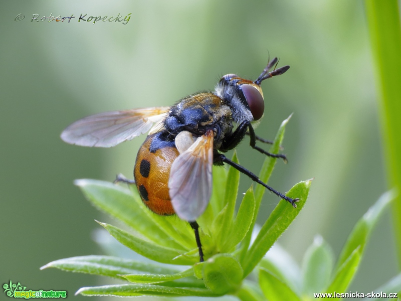 Kuklice - Gymnosoma rotundatum - Foto Robert Kopecký 0517