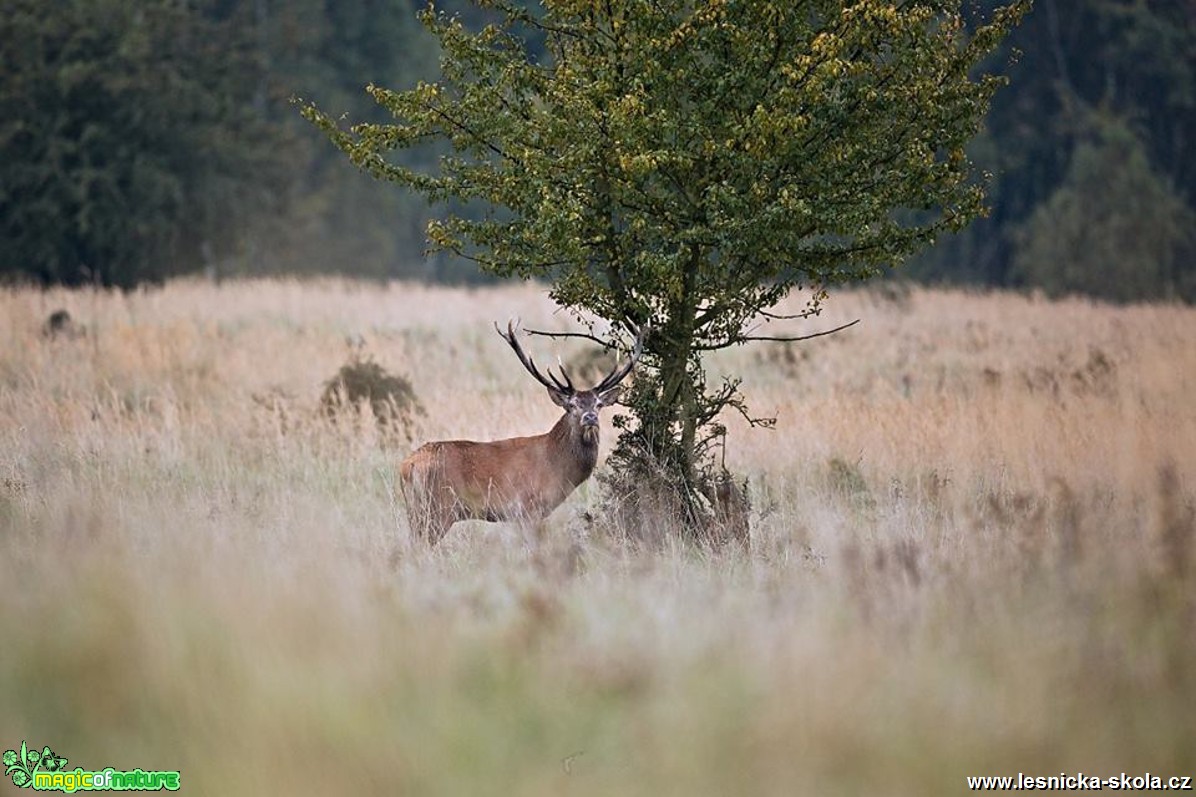 Jelen evropský - Cervus elaphus - Foto Lukáš Zahrádka 1217