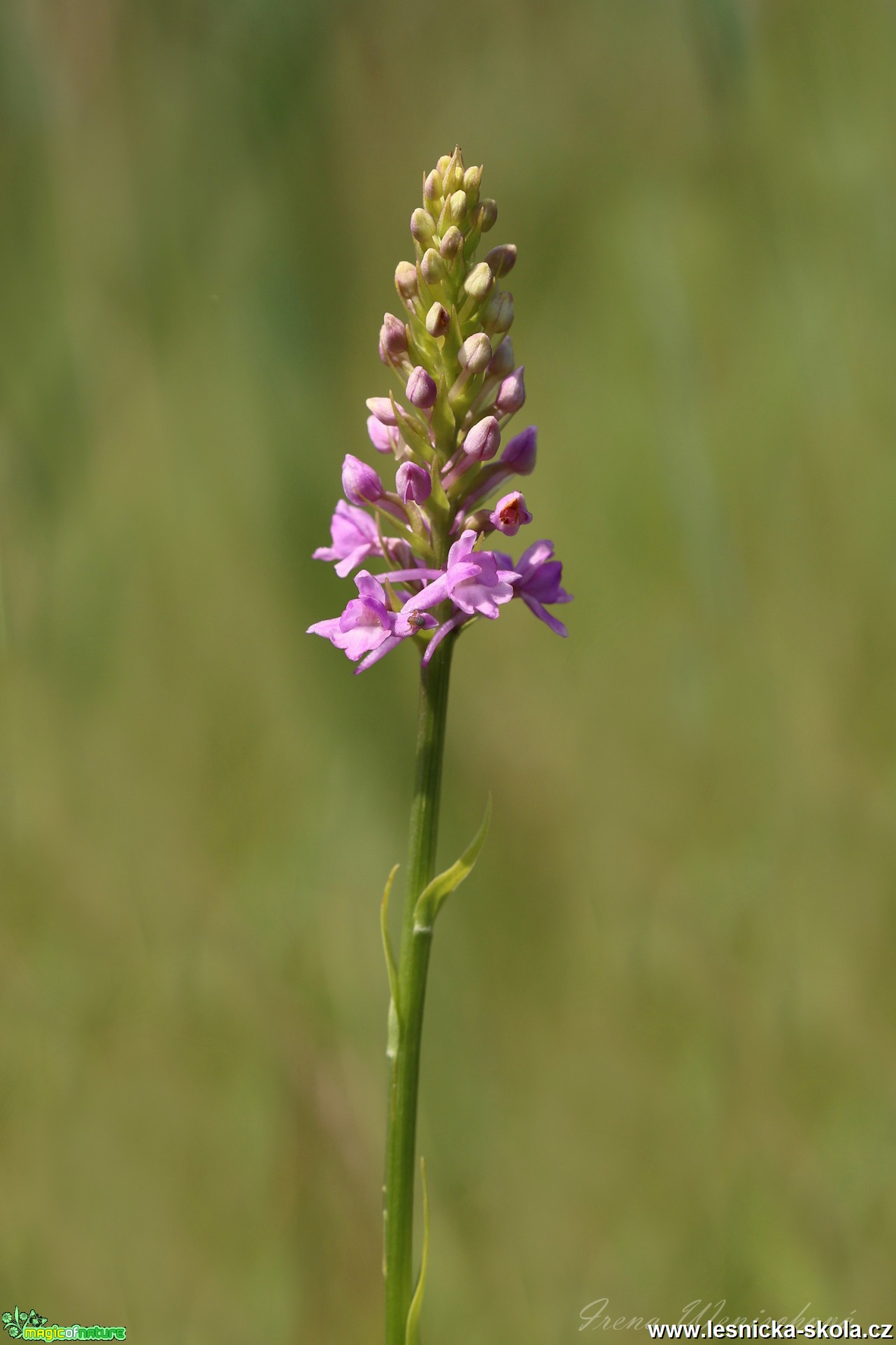 Pětiprstka žežulník  - Gymnadenia conopsea - Foto Irena Wenischová 1017