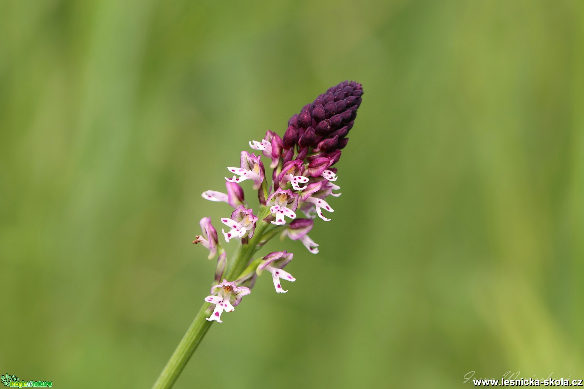 Vstavač osmahlý  - Orchis ustulata - Foto Irena Wenischová 1017