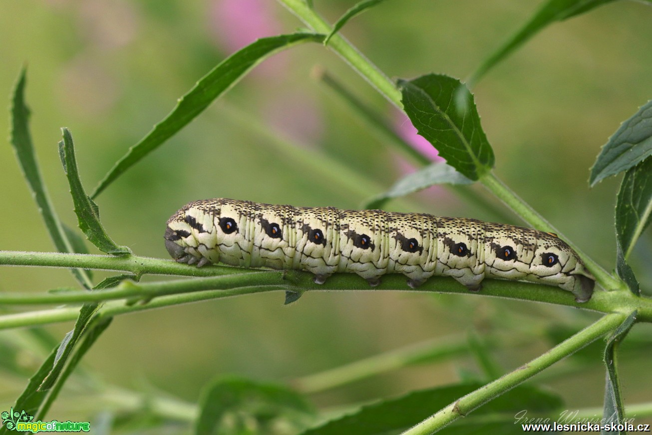 Lišaj pupalkový - Proserpinus proserpina - Foto Irena Wenischová 1017