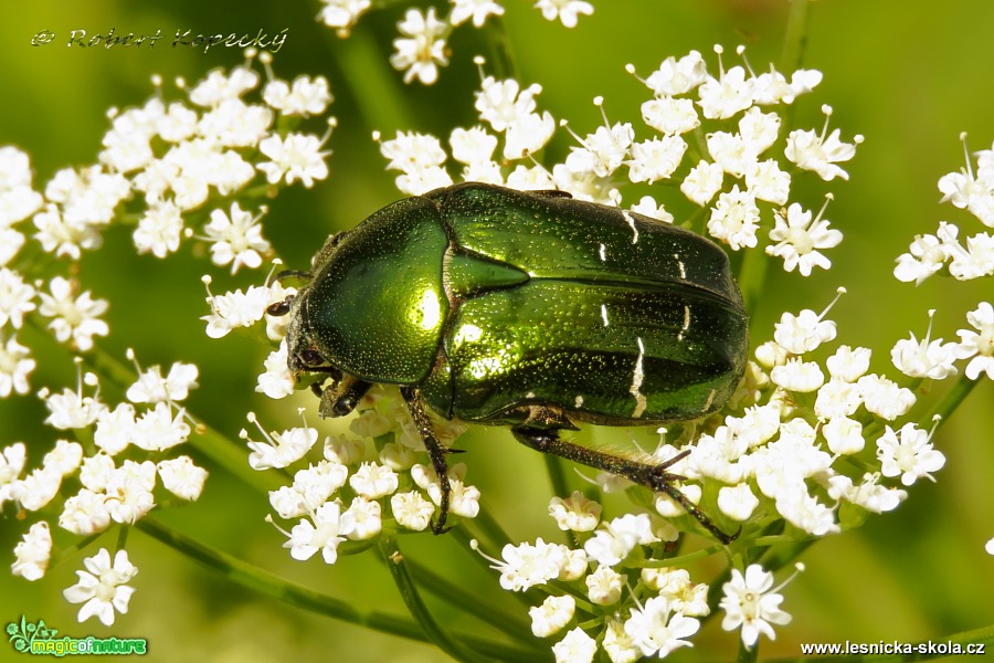 Zlatohlávek zlatý - Cetonia aurata - Foto Robert Kopecký 0517