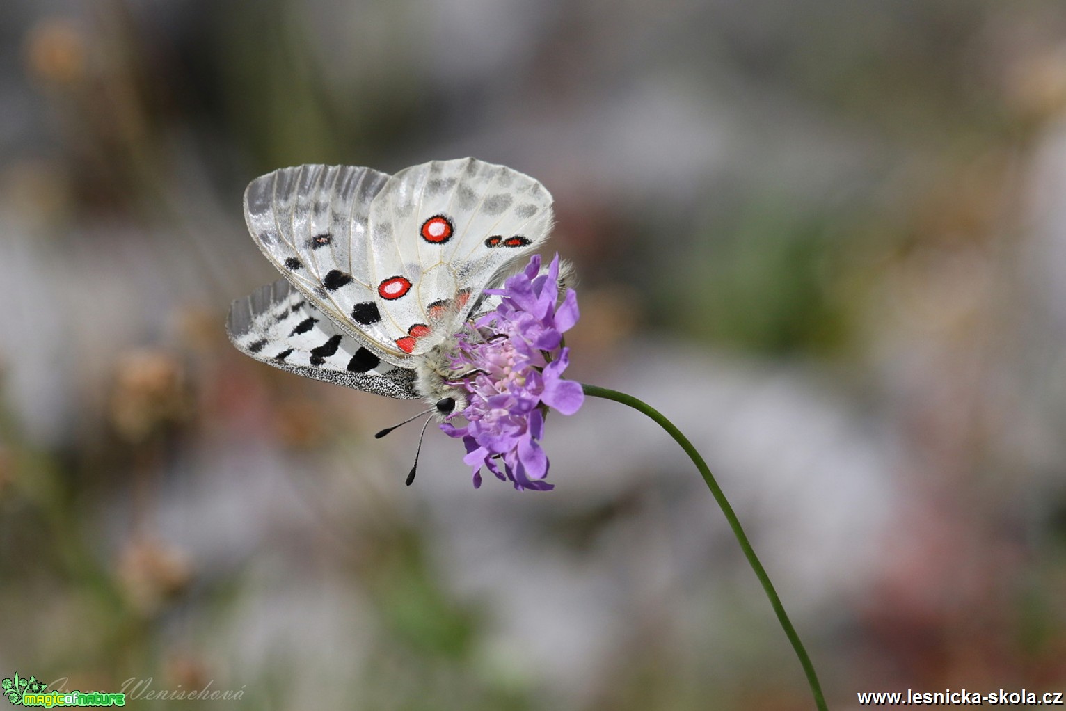 Jasoň červenooký - Parnassius apollo - Foto Irena Wenischová 0118