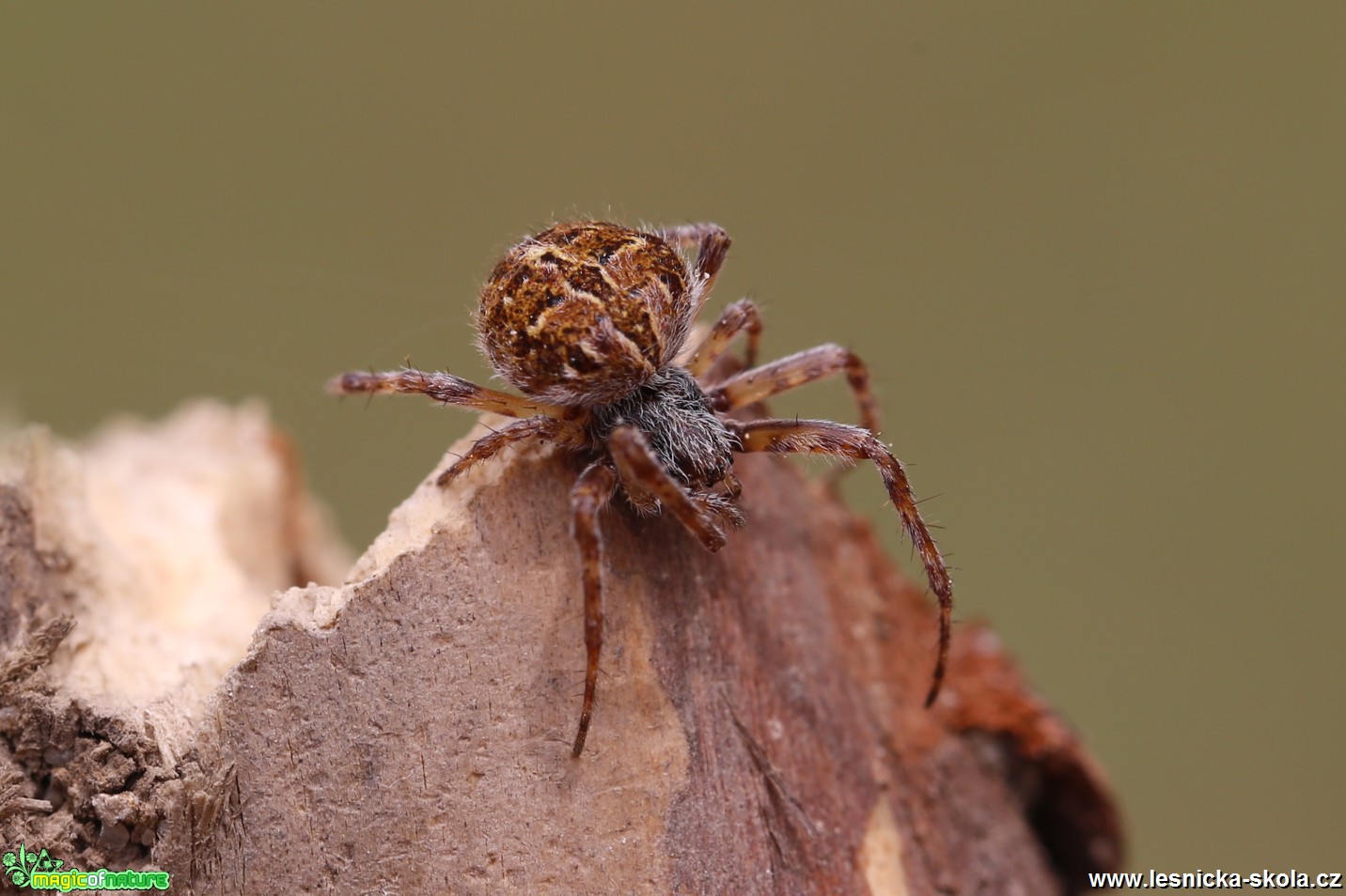 Křižák pýřitý  - Agalenatea redii - Foto Irena Wenischová 0118