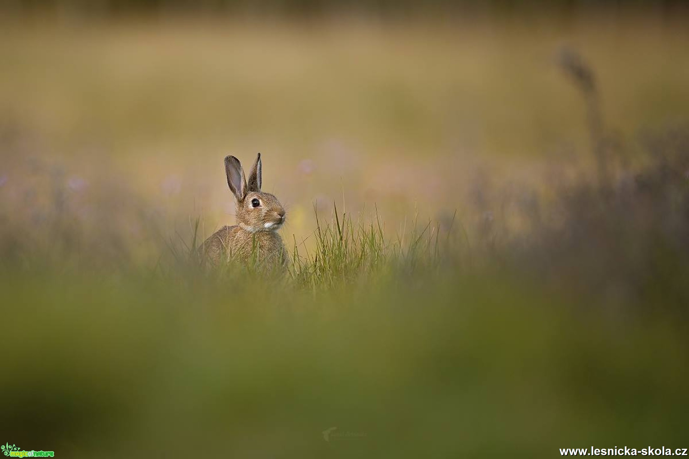 Králík divoký - Oryctolagus cuniculus - Foto Lukáš Zahrádka 0118