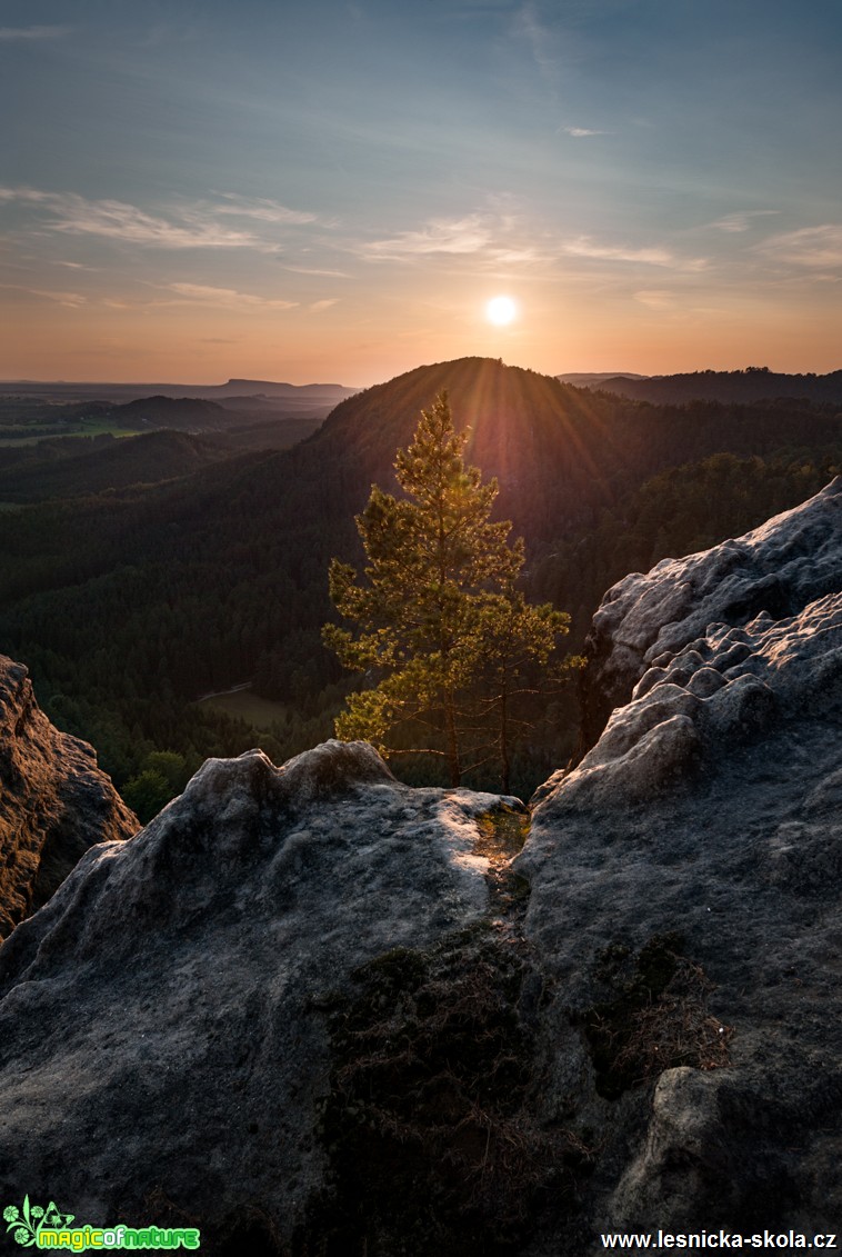 Borovice kněžny Vilemíny - Foto Filip Holič - 0118