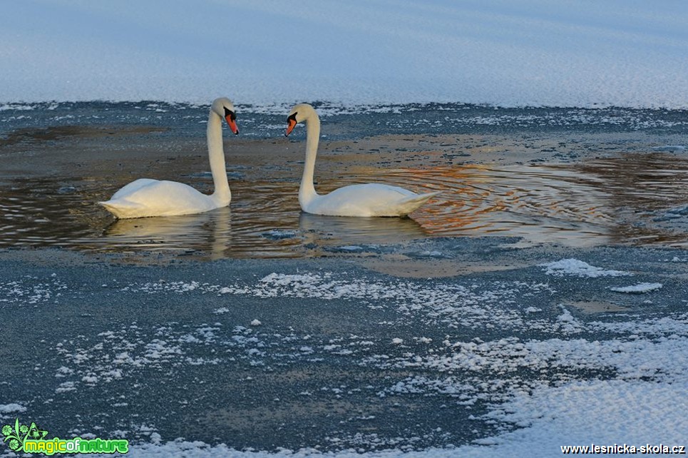 Na zamrzající vodě - Foto Marie Vykydalová 0118