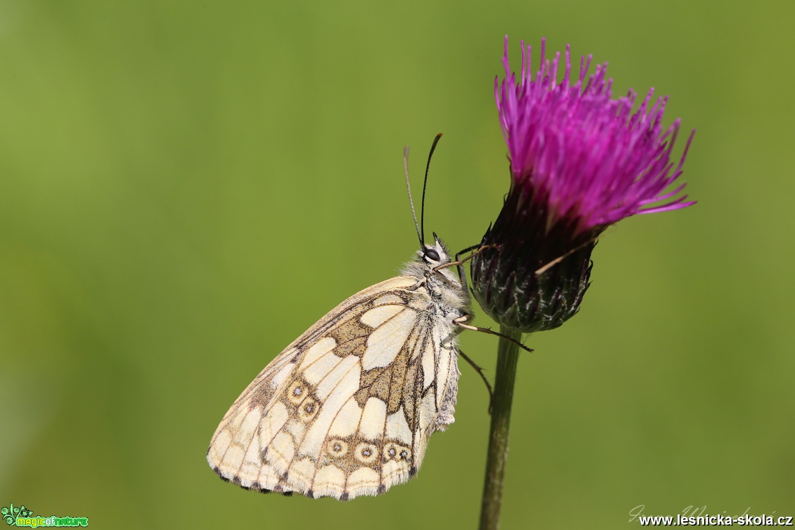 Okáč bojínkový - Melanargia galathea - Foto Irena Wenischová 0118 (1)