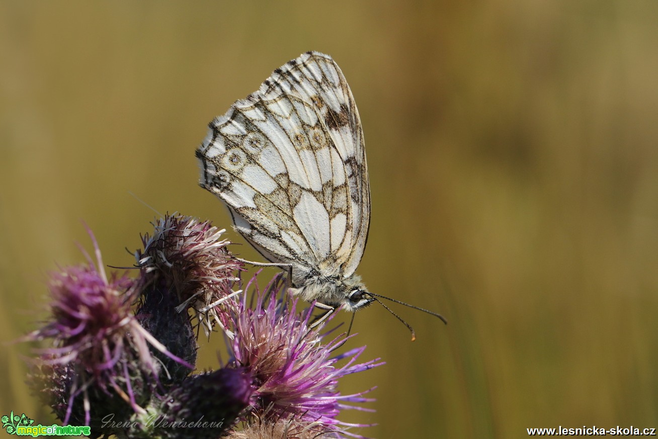 Okáč bojínkový - Melanargia galathea - Foto Irena Wenischová 0118 (2)