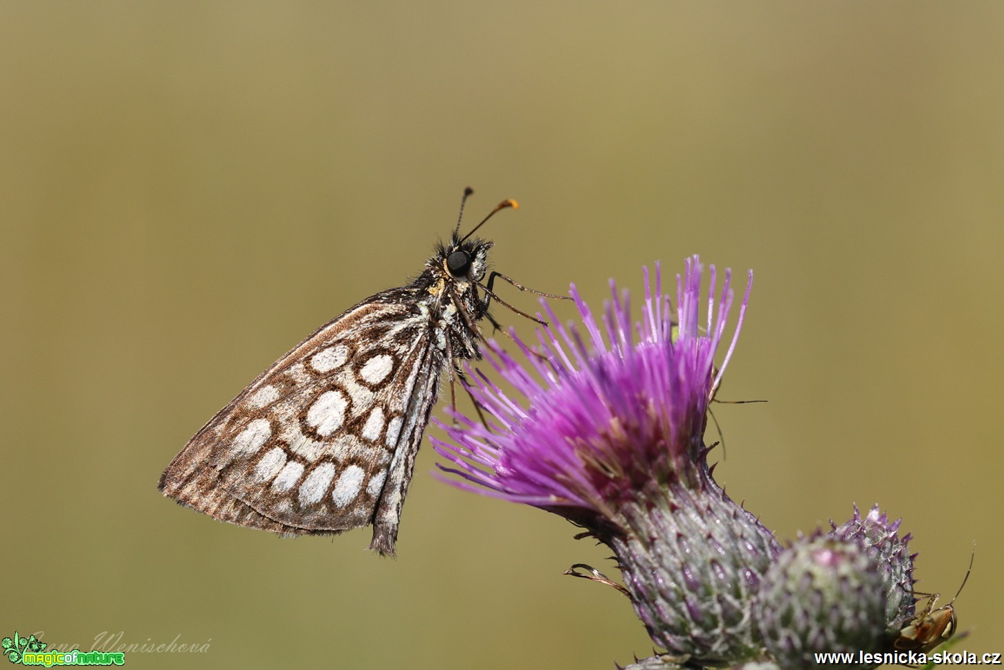 Soumračník černohnědý - Heteropterus morpheus - Foto Irena Wenischová 0118 (1)