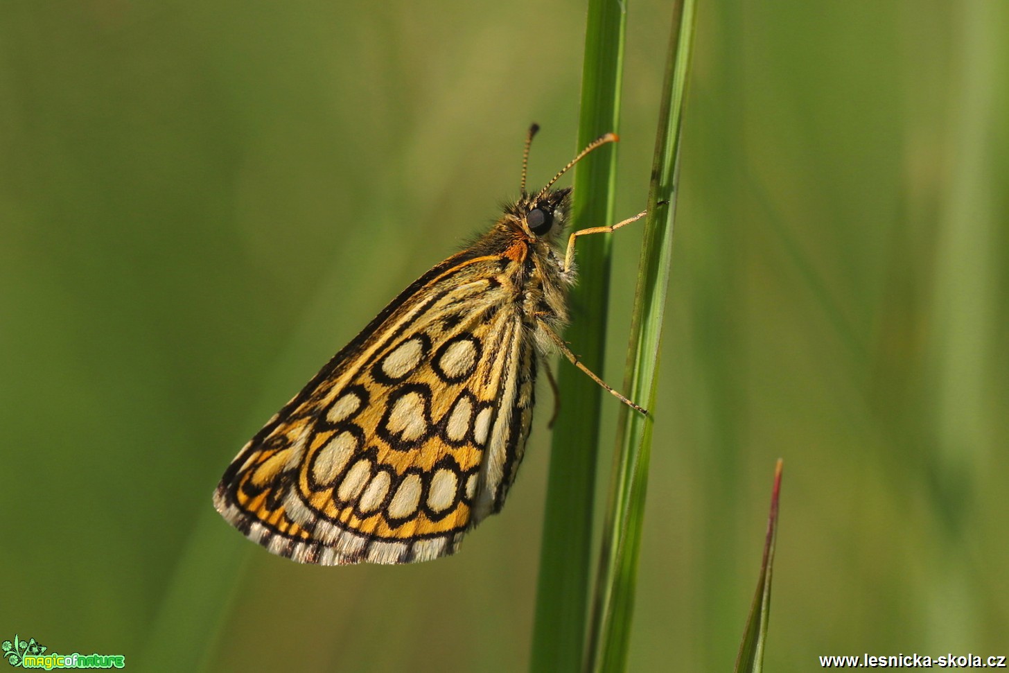 Soumračník černohnědý - Heteropterus morpheus - Foto Irena Wenischová 0118 (2)