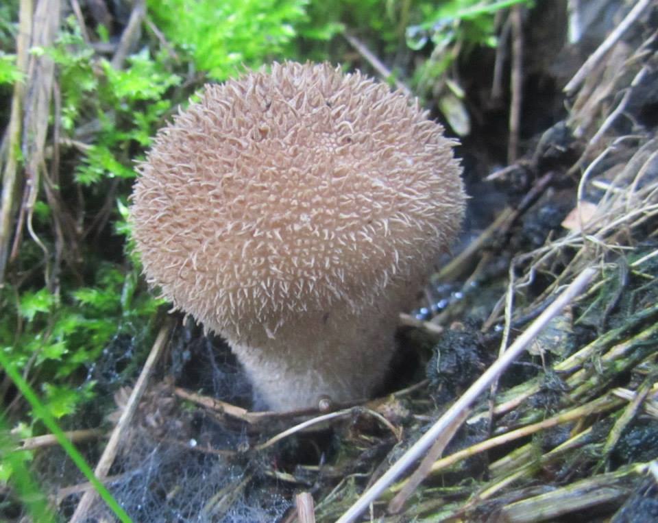 Pýchavka ježatá - Lycoperdon echinatum - Foto Sylvie Horníková