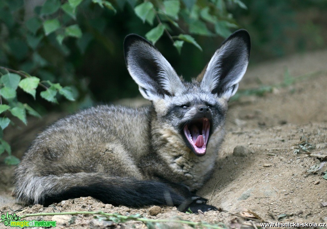 ZOO Praha - Pes ušatý - Foto Angelika Špicarová