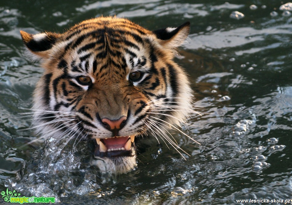 ZOO Praha - Tygr sumaterský - Foto Angelika Špicarová