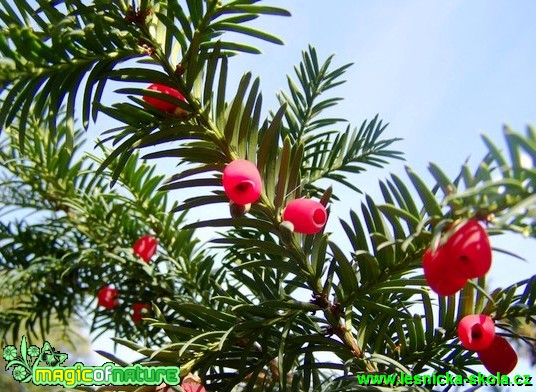 Tis červený - Taxus baccata - Foto David Hlinka