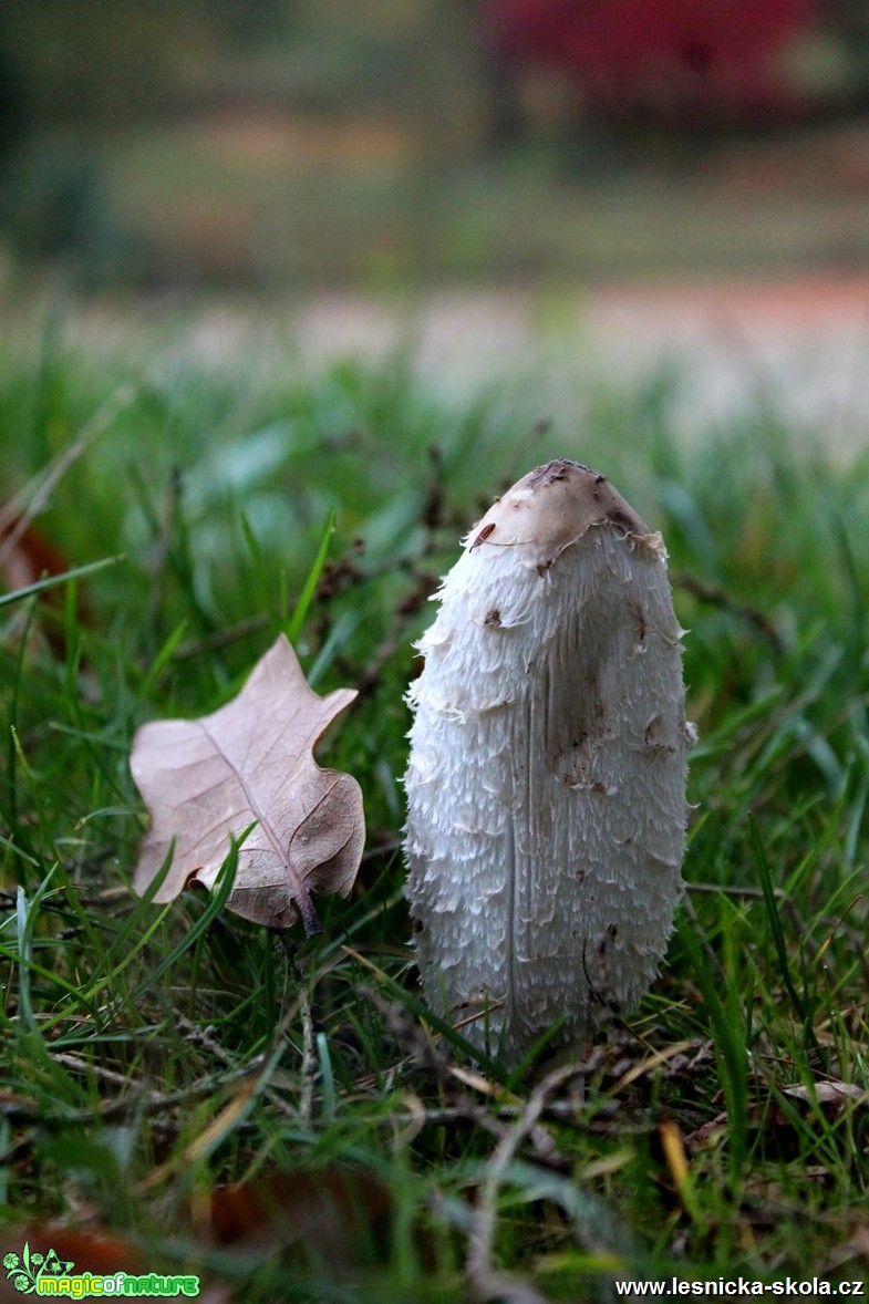 Mykologické úlovky - Foto František Novotný 0218 (2)