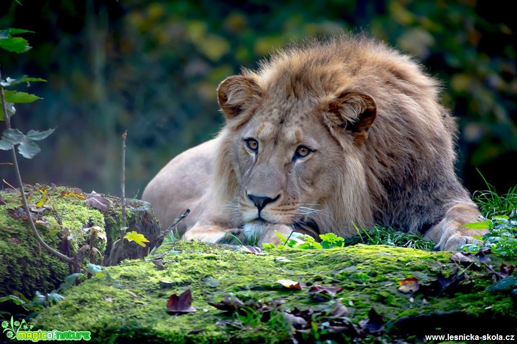 Lev ze ZOO Dvůr Králové - Foto Ladislav Hanousek 0318