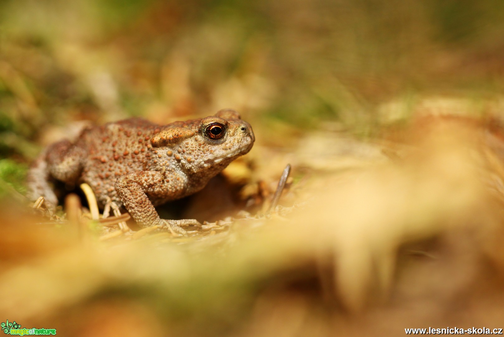 Ropucha obecná - Bufo bufo - Foto Angelika Špicarová