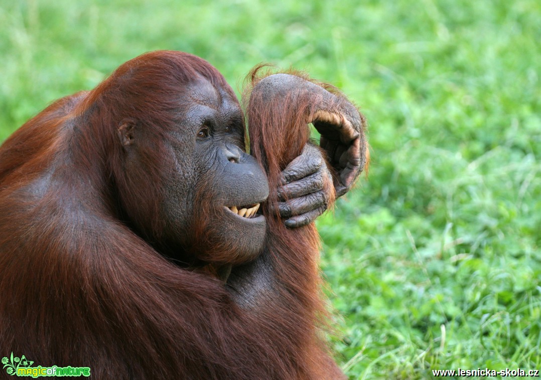 ZOO Dvůr Králové nad Labem - Orangutan bornejský - Foto Angelika Špicarová