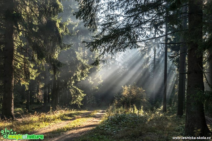 V lesním tichu Šumavském - Foto Petr Germanič 0318 (1)