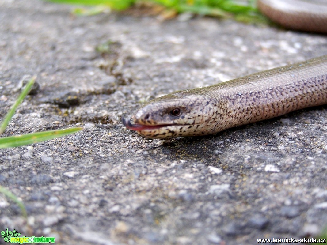 Slepýš křehký - Anguis fragilis - Foto Marie Žďánská 0318 (1)