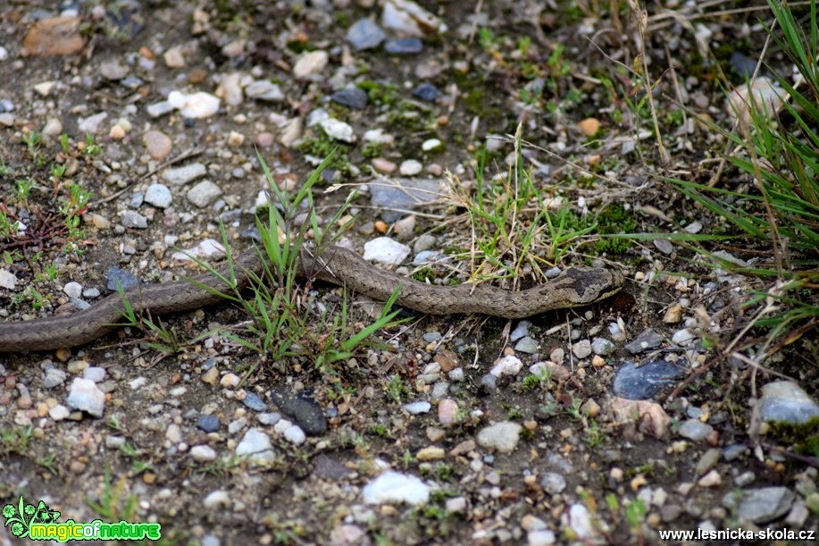 Užovka hladká - Coronella austriaca - Foto Marie Žďánská 0318 (1)